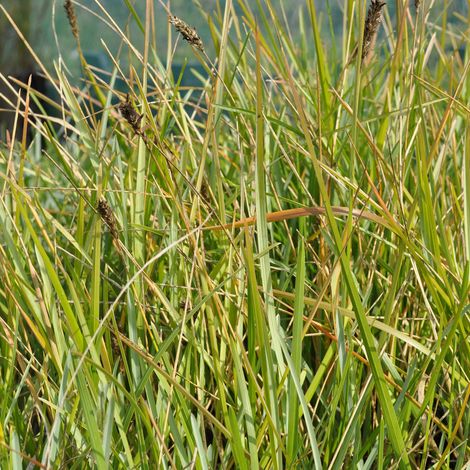4 x Sesleria bleu - Sesleria heufleriana  - godet 9x9 cm