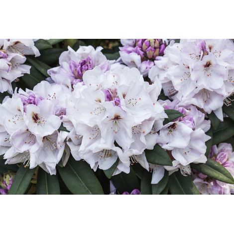Rhododendron 'Bismarck' Rhododendron Hybr.'Bismarck' C 5 30- 40