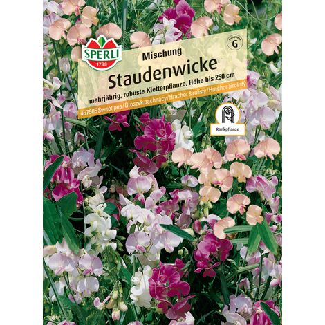 Sperli Staudenwicke Mischung (1/2)
