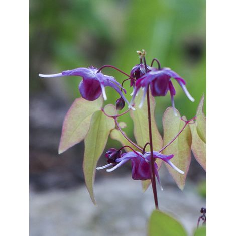 Fleur des elfes 'Shiho' Godet de 8/9 cm