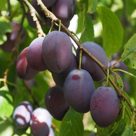 PIANTA DA FRUTTO SUSINO PRESIDENT in vaso 20 età 2/3 anni (foto reali)