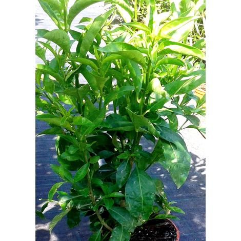 Planta Galan de Noche. Cestum Nocturnum. 50 - 60 Cm