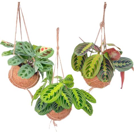 Lot de 3 Plantes Vertes Maranta Mix en Suspension Fibre de Coco Ø15cm H20cm - PANGIVO