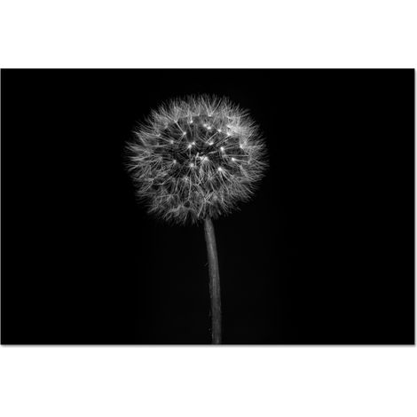 CRÉDENCE DE CUISINE Pissenlit - Noir - Floral - Botanique 80x55 (1/5)