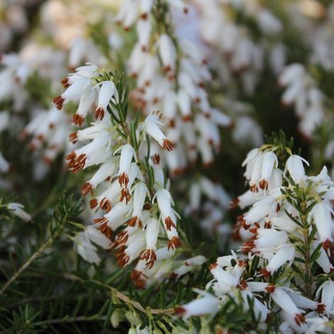Bruyère des neiges Blanc - Erica carnea  - 15-20 cm pot