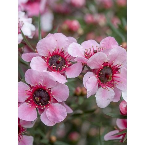 Manuka, Arbre à thé, Myrthe des mers du sud 'Martini' Pot de 2L/3L