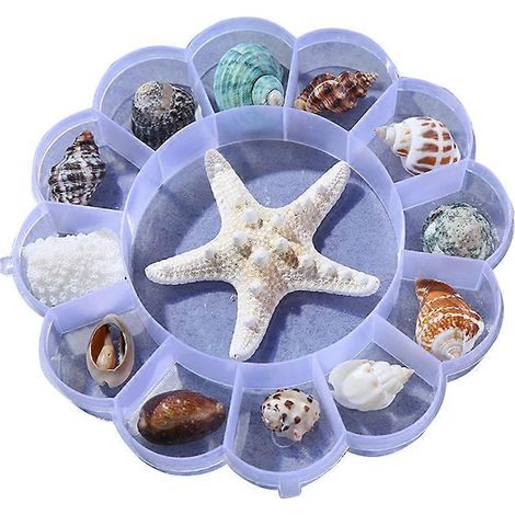 Seesterne mit verschiedenen Muscheln, Strandmuscheln, bunte Muscheln, Bastelausstellung