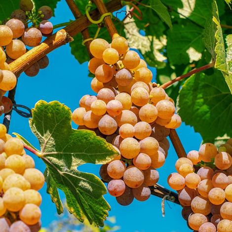 Vigne fraise Noah/Pot de 1,5L (1/2)