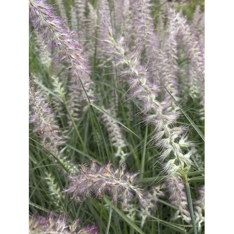Herbe aux écouvillons 'Shogun' Godet de 8/9 cm (1/3)
