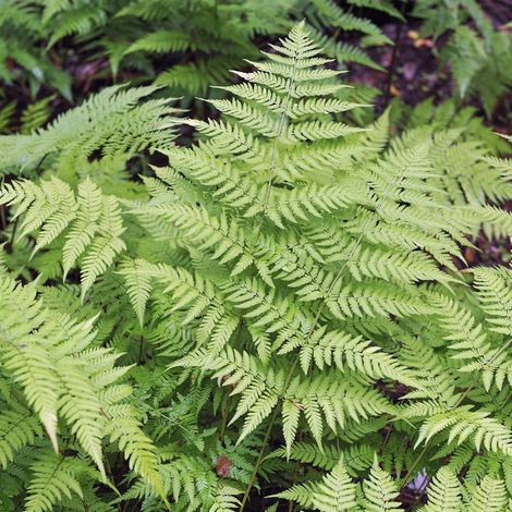 Fougère dorée - Dryopteris affinis en pot de 2L (1/2)