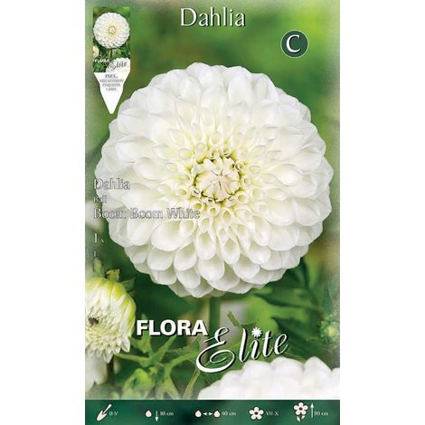 DAHLIA BOOM BOOM WHITE (CONFEZIONE DA 1 BULBO)