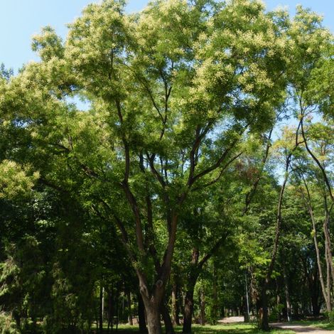 Pépinières Naudet – Sophora du Japon (Styphnolobium japonicum) – Conifère à port arrondi – Hauteur 5m – Floraison parfumée en été – Résistant jusqu'à -15°C