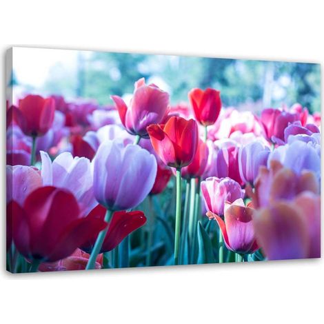 Tableau sur toile Tulipes Rouge Violet Fleur 100x70 (1/5)