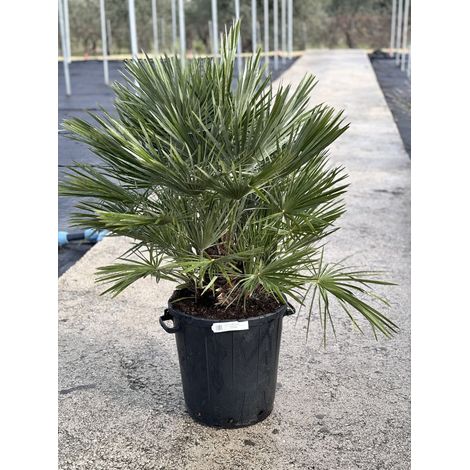 CHAMAEROPS HUMILIS VASO 35