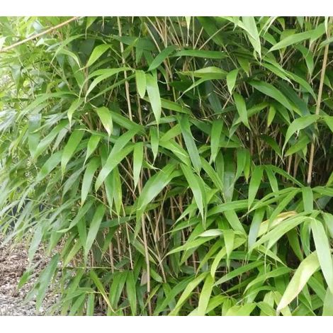 Gardenaria Bambù Foglia Larga (Metake) - Pseudosasa japonica - Bambù ornamentale da esterno - Altezza: 50/70 cm (vaso19)