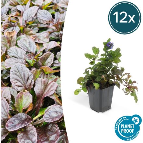 Lot de 12 Ajuga reptans - Bugle Rampante Plante Couvre-sol Fleurs Bleues - Pot Ø 9 cm H 10-25 cm - PANGIVO (1/5)