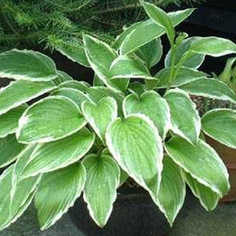4 x Hosta crispula - godet 9x9 cm