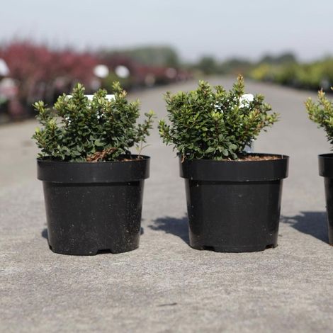 Berberis thunbergii Kobold - Épine-vinette naine Pot de 2L/3L