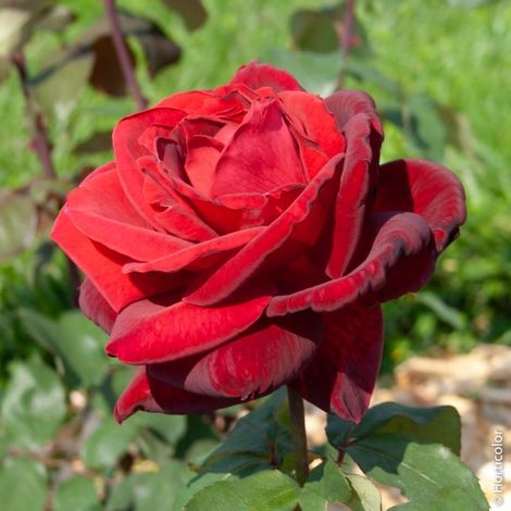 Gardenaria Rosa 'Mr Lincoln' - Rosa da giardino - Altezza: 40/50 cm (vaso20) (1/2)