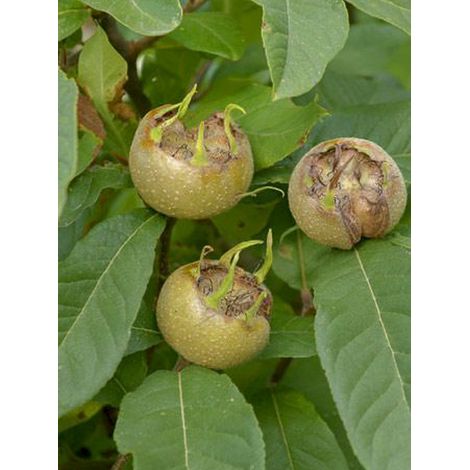 Néflier 'Westerveld' Pot de 4L/5L