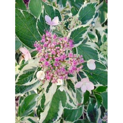 Hortensia 'Tricolor' Pot de 2L/3L (1/3)