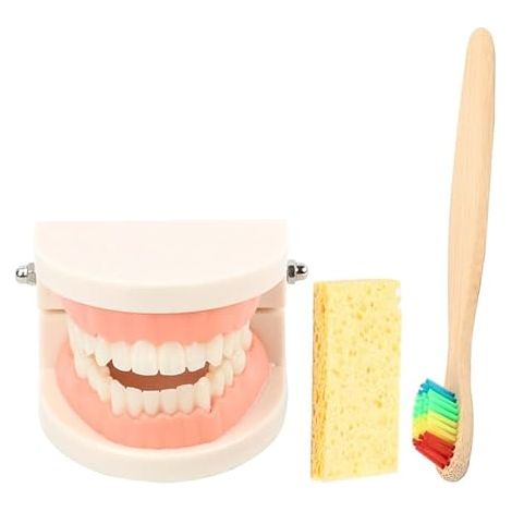 Modèle De Dents Standard Avec Brosse À Dents Kit Éducatif Brossage Dent Pour Enfants Modèle Dentaire Pédagogique Pour Apprentissage De L’Hygiène Bucco-Dentaire Et Coordination Œil-Main (1/5)
