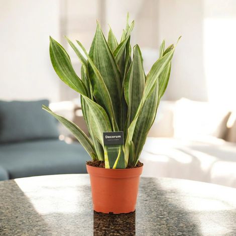 Gardenaria Sansevieria trifasciata aubry. 'Marlowe' - Pianta da interno ornamentale - Altezza: 45 cm (vaso 14) (1/4)