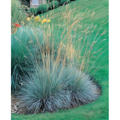 Gardenaria Helictotrichon sempervirens - Graminacea ornamentale da esterno - Altezza: 40 cm (vaso 17)