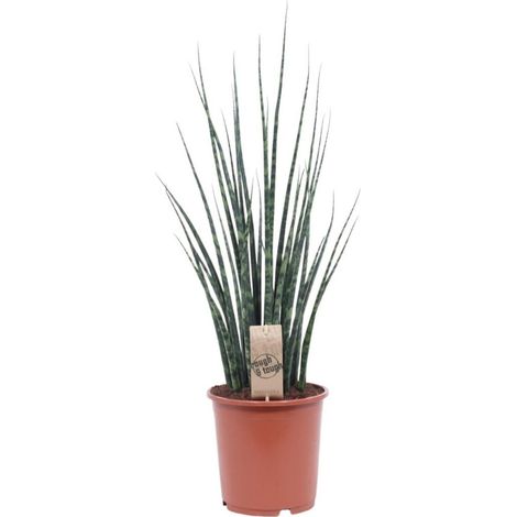 Sansevieria Fernwood Mikado Plante d’Intérieur Feuillage Élancé Pot 19 cm Hauteur 80 cm - PANGIVO (1/4)
