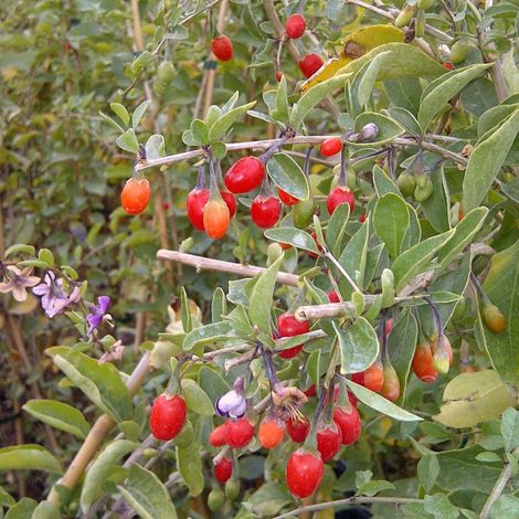 Baie de Goji barbarum/Pot de 1,5L - Tuteur bambou 30/60 cm