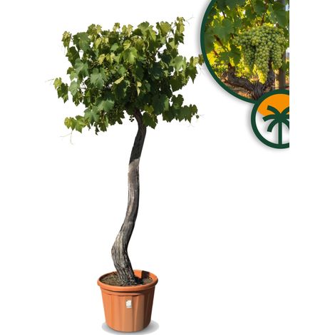 Vitis Vinifera « Media Red Globe » Vigne – 240 cm de haut – (1/5)
