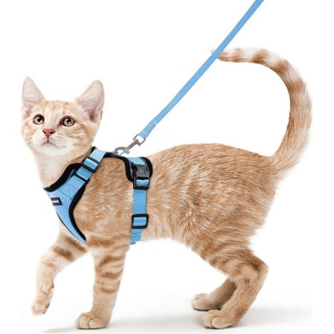 1 laisse pour chat, corde de traction en polyester, bleue, dimensions 18,7 x 11,4 x 4,6 cm, pour promenades extérieures (1/5)