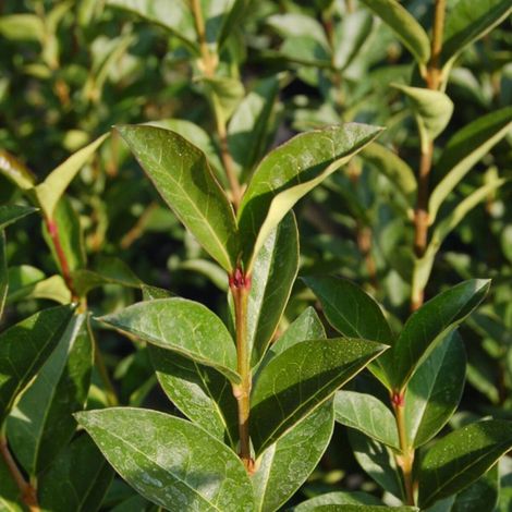 Troène de Californie, Ligustrum/Pot de 7,5L - 80/100 cm (1/2)