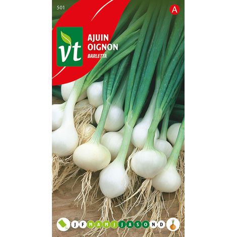 Oignon Barletta - Ca. 4 gr (Livraison Gratuite) (1/2)