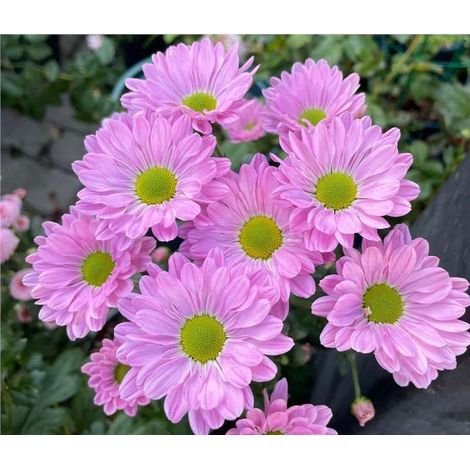 2000 Graines de petites marguerites roses – Floraison Abondante – Non-OGM – Convient pour le jardin, le balcon et les pots – Décoration de jardin extérieure – Prairie de fleurs sauvages (1/3)