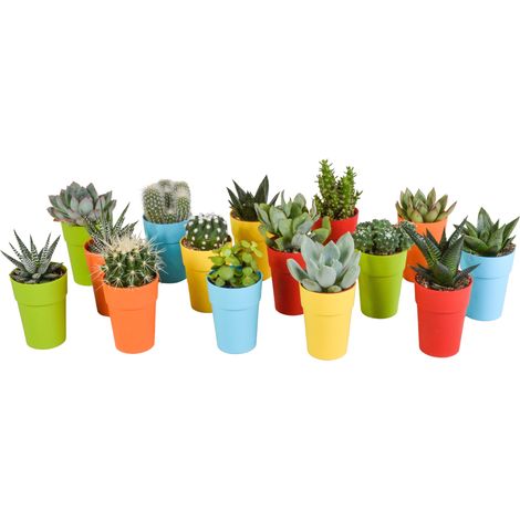 Mélange de 15 Cactus et Succulentes en Pots Colorés de 5,5 cm - Assortiment de Plantes d'Intérieur - PANGIVO (1/5)