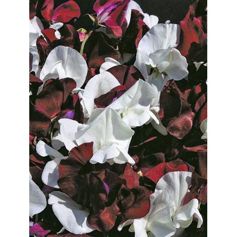 Pois de senteur 'Night & Day' le sachet de 30 graines (3g) (1/2)