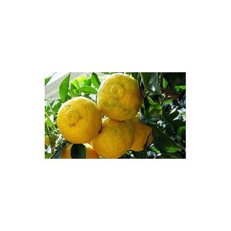 Pianta di Yuzu, citrus junos in vaso foto reali