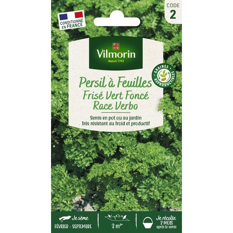 Persil Frise Race Verbo (1/5)