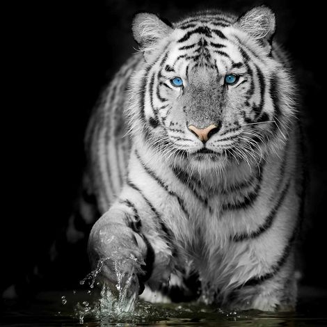 Tableau deco black and white tiger - 50x50 cm (1/5)