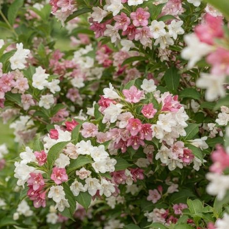 Weigéla 'Carnaval' ® (Weigela Carnaval® 'Courtalor')