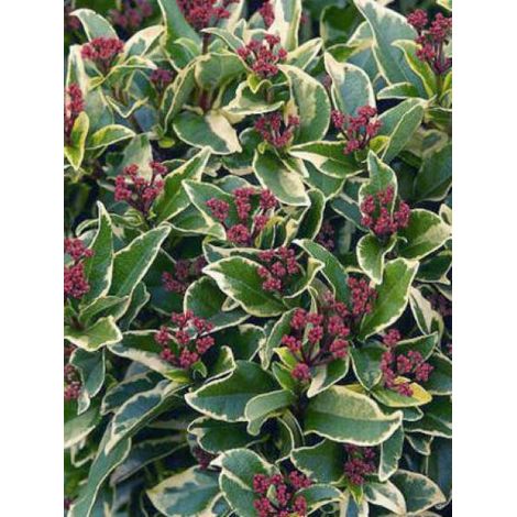 Viorne tin, Laurier tin 'Variegatum' Pot de 2L/3L (1/2)