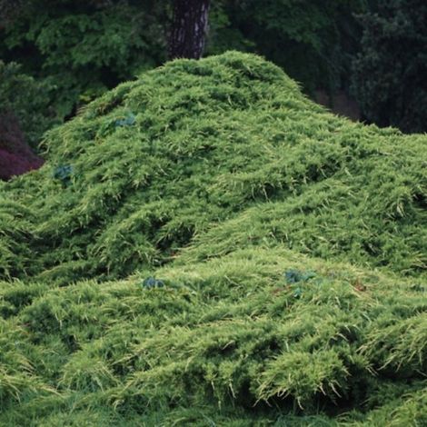Pépinières Naudet – Genévrier 'Pfitzeriana' (Juniperus Pfitzeriana) – Arbuste persistant – Port étalé décoratif – Résistant aux sols secs – Peu exigeant en entretien