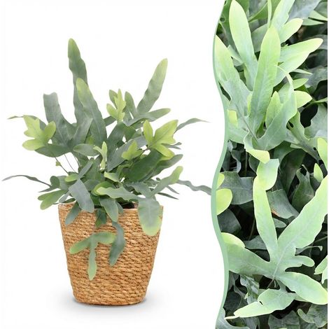 Phlebodium aureum Blue Star Fougère Bleue Plante d'Intérieur avec Panier Pot 12 cm Hauteur 25 cm - PANGIVO (1/5)