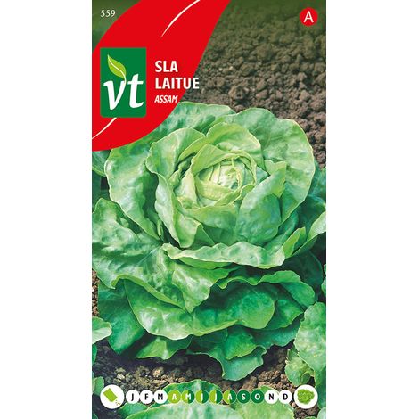 Laitue Assam - Ca. 3 gr (Livraison Gratuite) (1/2)