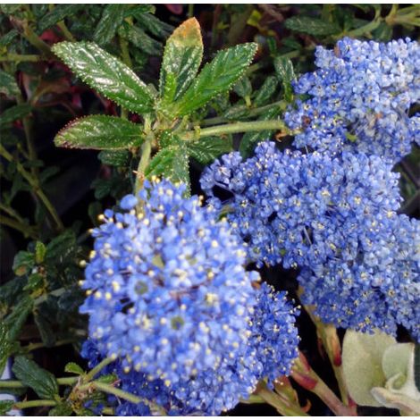 Planta de Ceanoto Ceanotus. Ceanothus Repens. Altura 20 - 30 Cm