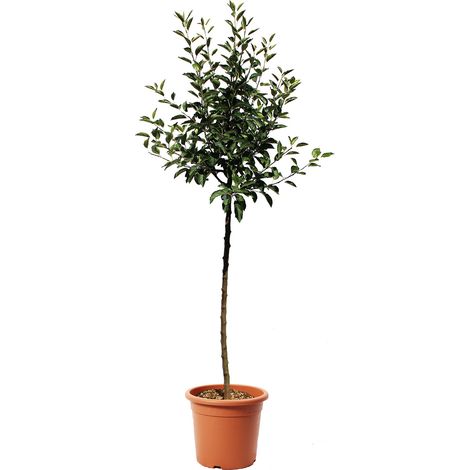 Melo - Malus Domestica - Piante da Frutto da Giardino - Vaso Ø 28 cm (1/3)