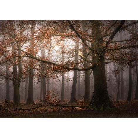 Tableau automne forêt marron & rouge | Tableau arbre & rayons du soleil pour couloir | Tableau sur toile nature déco salon 0,7 x 0,5 m (1/2)