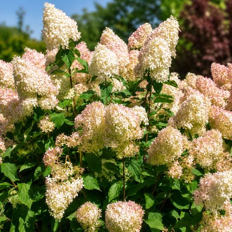 Gardenaria Ortensia - Hydrangea Paniculata 'Phantom' - Pianta acidofila ornamentale da esterno - Altezza: 40/50 cm (vaso19)