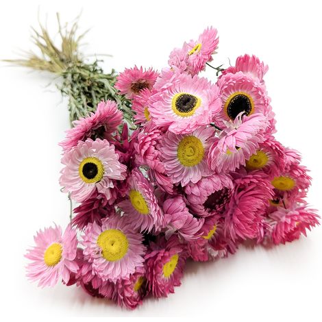 Suchlin seco - Suchołuska - (Acroclinium) - Rosa - PREMIUM